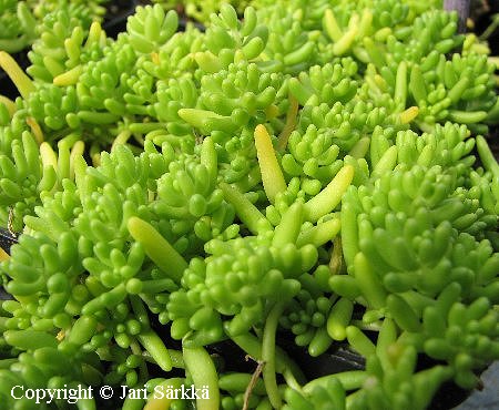 Sedum album f. pallens